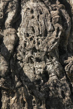 Surface of two thousend year old olive tree in Gethsemane garden in Jerusalem, Israel