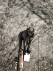 baboon on a lantern