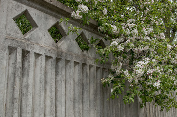 Branches with thick green foliage and dense blooming white and pink spring flowers apple trees...
