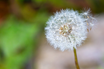 Dandelion seedhead "Taraxacum officinale" weed growing wild in untended garden. Fluffy white florets of parachute ball