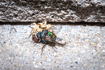 Small Black, brown and White Jumping spider (salticidae) eating a blue and green house fly, Cape...