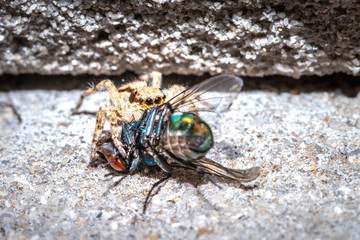 Small Black, brown and White Jumping spider (salticidae) eating a blue and green house fly, Cape...