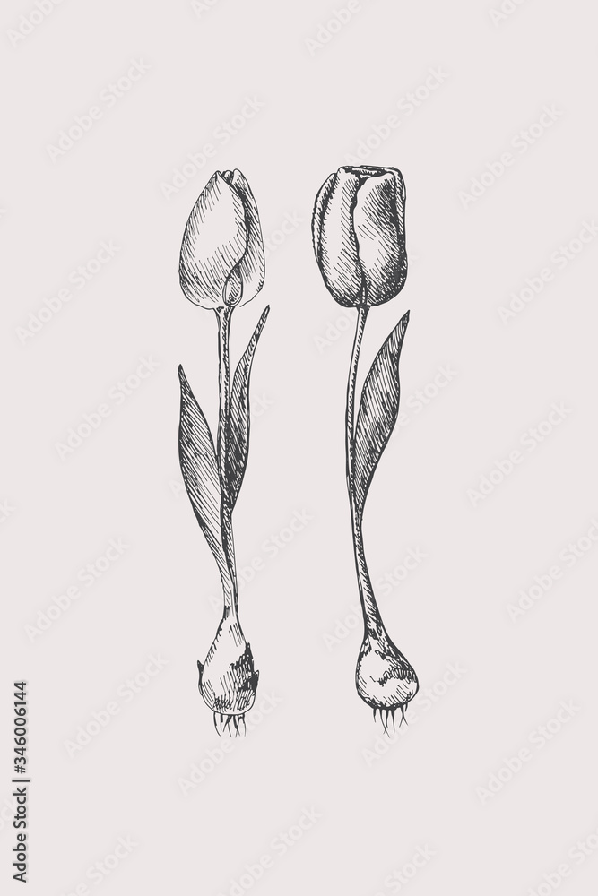 Poster hand-drawn first spring flowers on a light isolated background. two tulips of different varieties wi