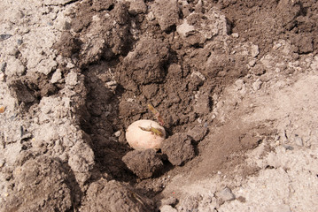 Planting potatoes. The tuber with sprouts lies in a hole in the ground
