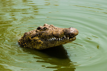 Chill nile crocodile