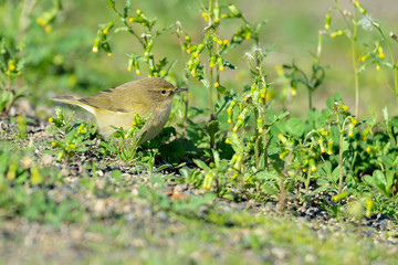 mosquitero musical en el parque posado en el suelo  (phylloscopus trochilus) Marbella Andalucía España