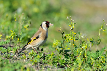 jilguero sobre flores verdes y amarillas  (carduelis carduelis) Marbella Andalucía España