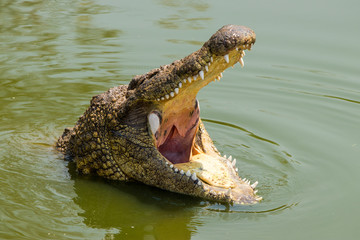 Hungry nile crocodile