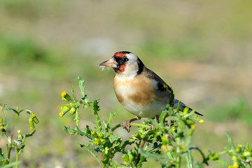 jilguero posado y comiendo semillas (Carduelis carduelis) Marbella Andalucía España 