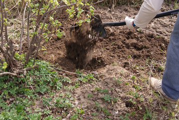 Earth falls from the shovel. Digging the soil in the garden under the bushes. Last year's and young grass.