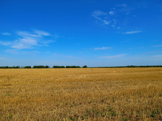 Obraz premium Canted yellow field and blue sky.