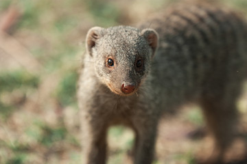 Banded mongoose