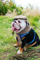  Black and white English/British Bulldog Dog wearing a cap out for a walk sitting in the grass