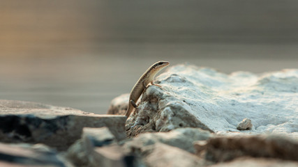 Western three-striped skink on the rock