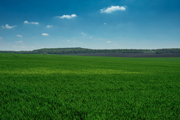 wheat field in spring time