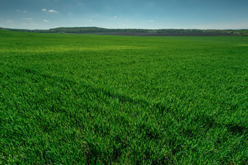 Obraz na płótnie Canvas wheat field in spring time