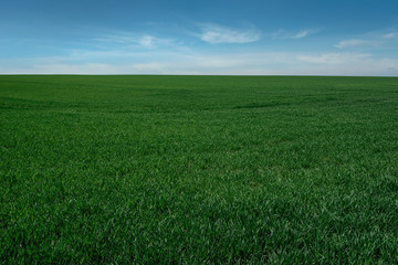 Fototapeta premium wheat field in spring time