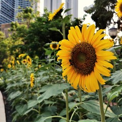bug yellow blooming sunflower in the public park during the social distancing in covid-19 virus pandemic time in evening