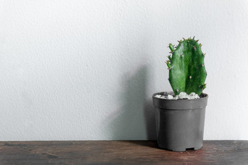 Beautiful cactus isolated on white background.  colorful ceramic pot.
