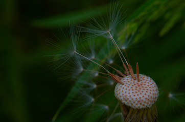 one last dandelion wish