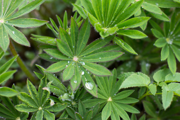 morning dew drop. Summer blooming green leaf.