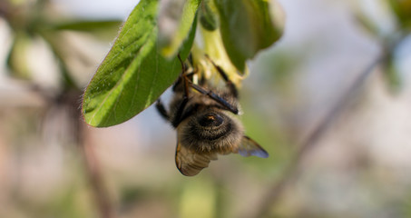 the striped bumblebee collects pollen. Summer and nature