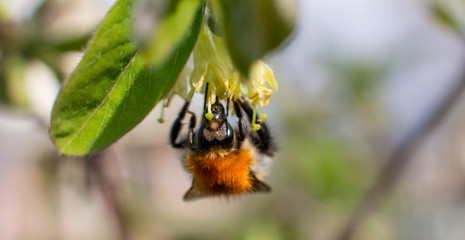 the striped bumblebee collects pollen. Summer and nature