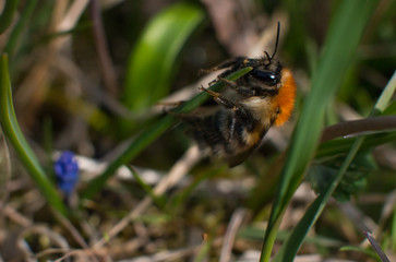 the striped bumblebee collects pollen. Summer and nature