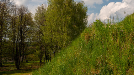 Landscape of trees against the sky.