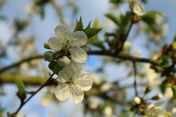 Blooming cherry tree in the garden.