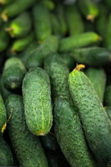 A bunch of freshly picked cucumbers