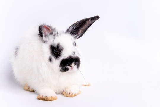 Portrait images of White furry rabbit with long black eare, It is symbol of Easter, On white background, to pet and animal concept.