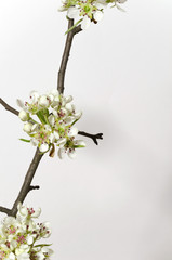 Brunch of a blossoming apple tree on a textured white surface. Isolated vertical background.