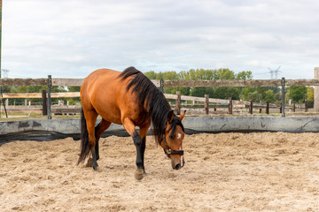 Brown mare