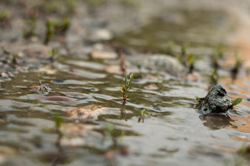 plant in the water after rain