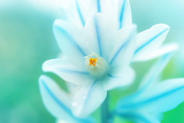 Beautiful blue and white little flower. The concept of flowering, spring, summer, holiday, birthdays, mother's day, environment day. Macro photo. Puschkinia, Scilloideae