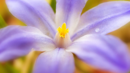 Fototapeta premium Beautiful purple little flower. The concept of flowering, spring, summer, holiday, birthdays, mother's day, environment day. Macro photo. Banner 16:9