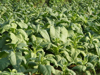 Naklejka premium Tobacco farm