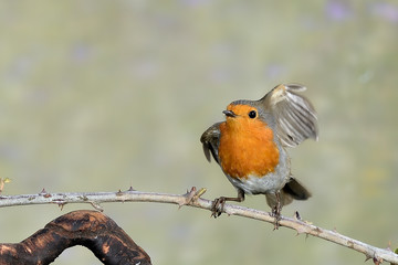 petirrojo en una rama con alas abiertas (Erithacus rubecula) Marbella Andalucía España	