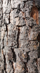 natural pine tree bark abstract background
