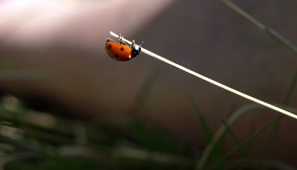 Marienkäfer läuft am Halm
