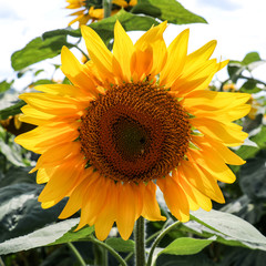 Obraz premium Sunflower in a field