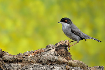 curruca cabecinegra en un tronco de encina con fondo verde (Sylvia melanocephala)  Marbella Andalucía España	