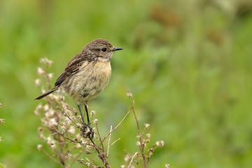 tarabilla hembra en un arbusto seco (Saxicola rubicola)  Marbella Andalucía España	