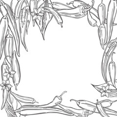 Hand drawn chili peppers on white background. Vector background. Sketch illustration.