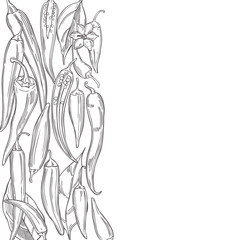 Hand drawn chili peppers on white background. Vector background. Sketch illustration.