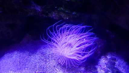 Underground aquarium