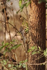 Reptile on a tree
