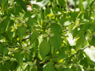 (Cornus kousa) Asiatische Blüten-Hartriegel oder Chinesischer Blumen-Hartriegel mit cremeweißen Blüten, eine wunderschöne weiß blühende Sorte