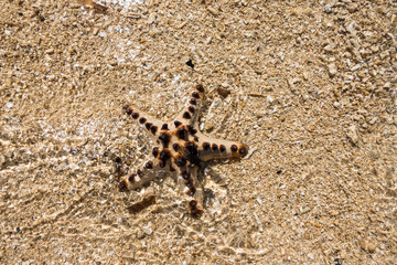 Starfish on the sand